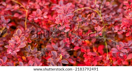 barberry bush with red leaves on branch in autumn