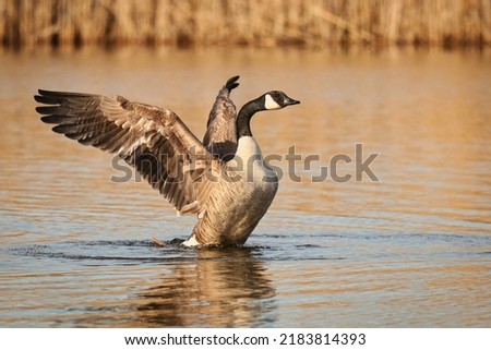 Canadian Goose flapping it’s wings in a pond  Royalty-Free Stock Photo #2183814393