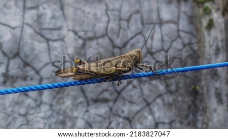 a picture of a green grasshopper that is perching