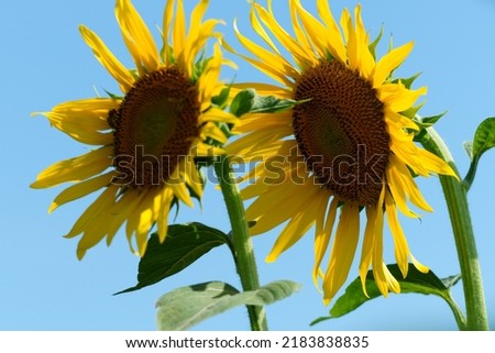 Summer is in full swing, sunflower pictures