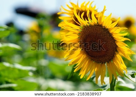 Summer is in full swing, sunflower pictures