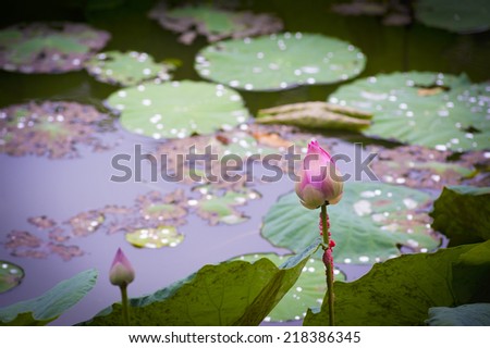 a lotus bud among leaves in a pond