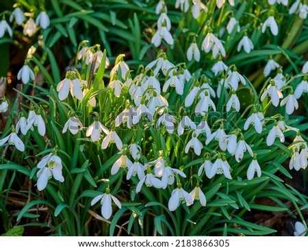 Beautiful, pretty and green flowers and plants in a garden, park or yard during summer. Top view of snowdrop flowering plant blooming and growing in a natural environment, field or lawn during