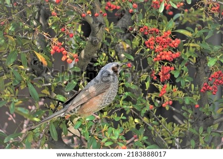 The bird eating rowan, bird on rowan tree