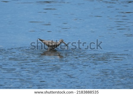 grey tailed tattler is in a river
