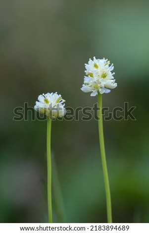 Two Scotch false asphodel flowering Royalty-Free Stock Photo #2183894689