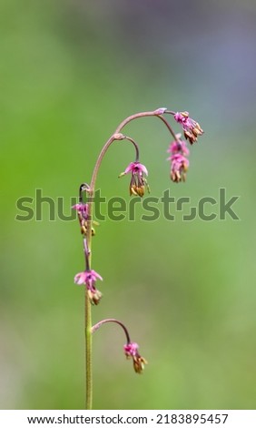 Delicate alpine meadow-rue flower spikes Royalty-Free Stock Photo #2183895457