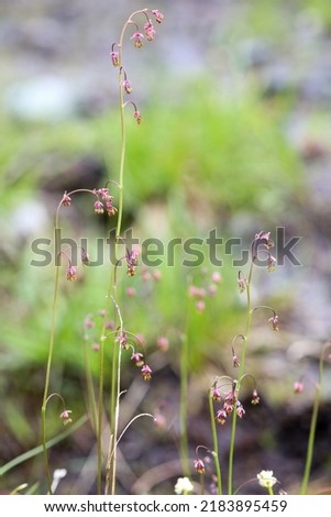 Delicate alpine meadow-rue flower spikes Royalty-Free Stock Photo #2183895459
