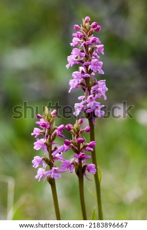 Three fragrant orchid flower spikes  Royalty-Free Stock Photo #2183896667
