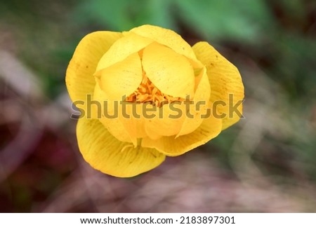 Single yellow Globeflower flowering in summer  Royalty-Free Stock Photo #2183897301