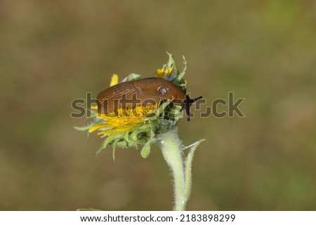 Red slug (Arion rufus) or Spanish slug (Arion vulgaris), family roundback slugs (Arionidae). Feeding on a common sunflower (Helianthus annuus) in a Dutch garden. Summer, July, Netherlands              Royalty-Free Stock Photo #2183898299