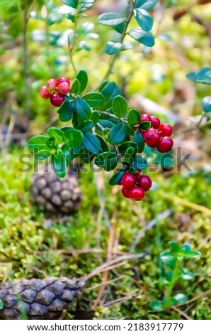 sprig of ripe cowberry grows in a clearing of moss, close-up. Natural background. Selective focus. berry cowberries, foxberries, cranberries, lingonberries in the forest