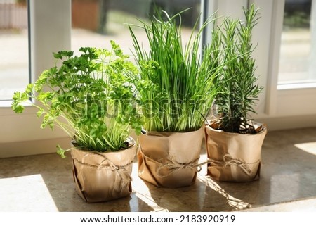 Different aromatic potted herbs on windowsill indoors Royalty-Free Stock Photo #2183920919