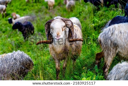 sheep are grazing on green grassland at Kori, Nepal.