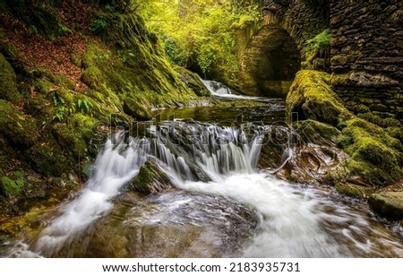 Mountain stream in a mossy forest. View of mountain stream