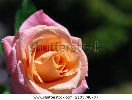 Pink rose on a green blurred background close-up