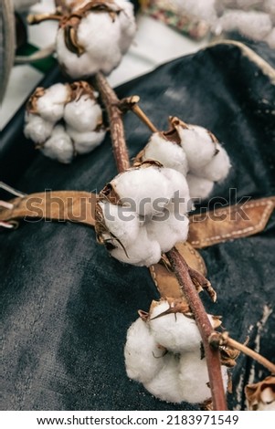 branch of white cotton open close-up on the background of clothes