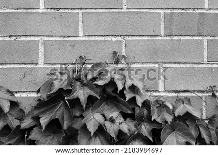 Leafy spring ivy plants growing on a brick wall in black and white.