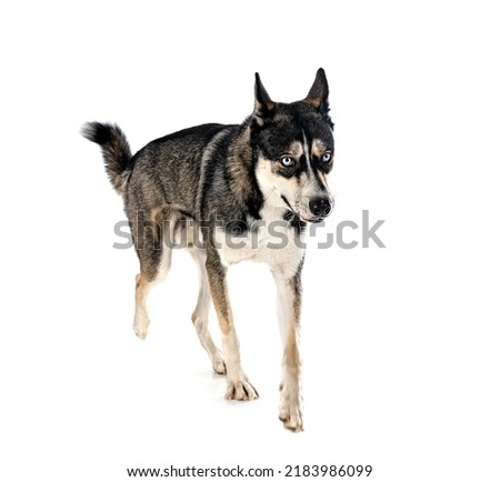siberian husky in front of white background