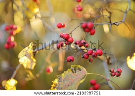 Ripe red fruits of Crataegus monogyna, known as hawthorn or single-seeded hawthorn, on a hawthorn tree branch on autumn day Royalty-Free Stock Photo #2183987751