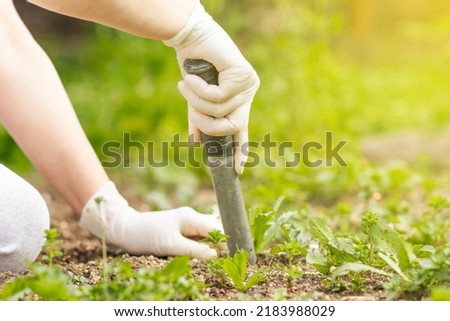 Woman hand of pulling out weed of her huge botanic garden, clearing, doing properly, hard work, gardening concept