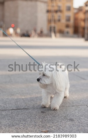 Cute white Maltese puppy dog on a walk in historic tourist town. Hypoallergenic dog breed on a walk for people with allergies.