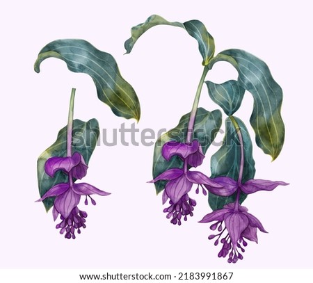 Medinilla flower isolated on white background painted in watercolor. Stock illustration with tropical flower