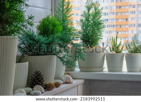 Coniferous plants on a white balcony. Thuja, cypress, juniper. Crop production. Interior design, wooden veranda, cozy balcony, a place for rest and relaxation. Modern stylish loggia. Royalty-Free Stock Photo #2183992511