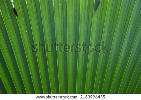 The large green leaves of a Chinese fan palm
