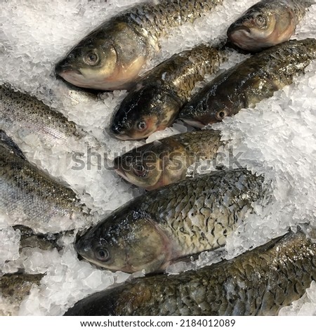 Macro photo seafood fresh carp fish. Stock photo carp fish in ice background