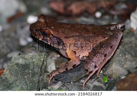 Mountain horned frog (Megophrys monticola) on a forest trail.