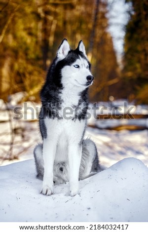 Beautiful Siberian husky dog in sunny winter forest.