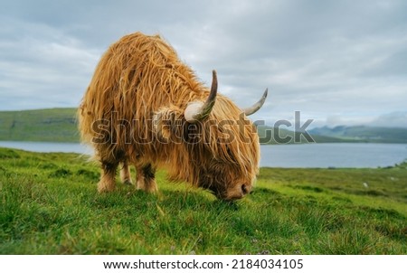 A Highland Cow (bos taurus taurus) or sometimes known as a Hairy Coo are a rustic cattle breed reared for beef. Scottish highlanders in a natural landscape.