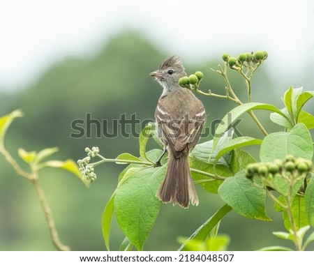 yellow bellied elaenia bird perched on a green plant with a green leafy background