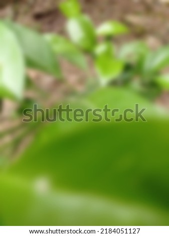 defocused abstract background of plants in the morning