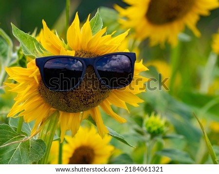 funny sunflowers with sunglasses - funny summer picture