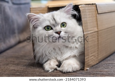 Persian silver shaded chinchilla cat, fluffy long-haired with green eyes, lying in a packing box Royalty-Free Stock Photo #2184071393