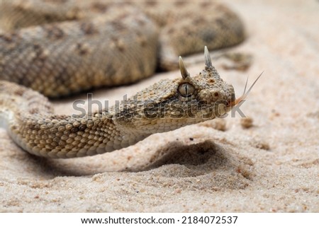 Cerastes cerastes snake commonly known as the Saharan Horned Viper or the Desert Horned Viper. Royalty-Free Stock Photo #2184072537