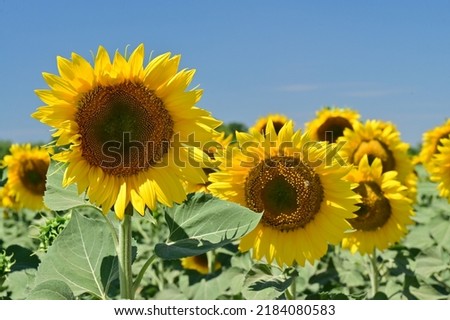 the very nice yellow sunflowers field in the sunshine at my home