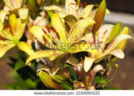 Yellow and pink lilies blooming in the garden. Flowers background.