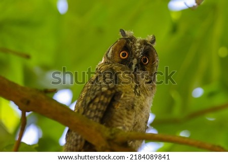 close up picture of a juvenile long-eared Owl 