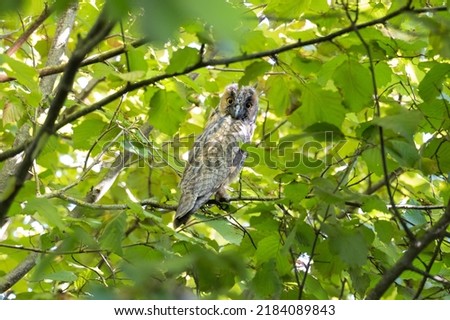 juvenile long-eared owl perched in a tree