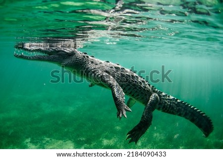 American crocodile swimming around the magrove forest of The Jardines De La Reina, Cuba Royalty-Free Stock Photo #2184090433