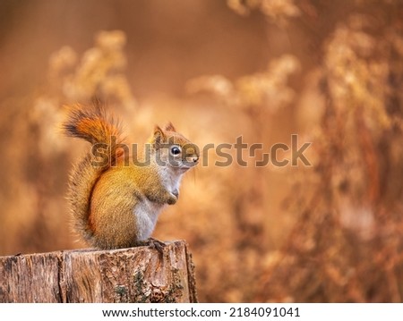 Red Squirrel sitting on a stump in bright fall colours in Ontario, Canada