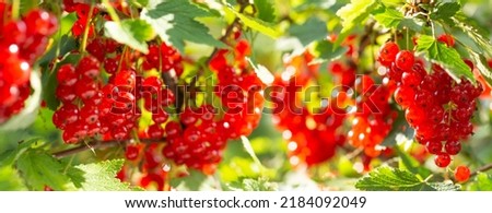 Branch of ripe red currant in a garden Royalty-Free Stock Photo #2184092049