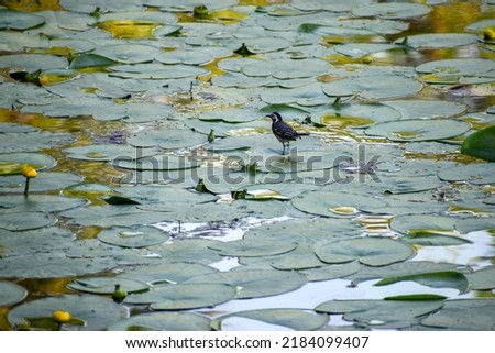 Motacilla alba on green water lily leaves on the surface of a pond
