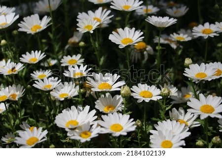 Freshly bloomed spring daisies. They symbolize purity with their delicate and elegant beauty. Close-up.