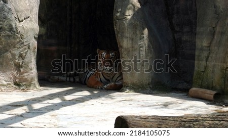 Siberian Tiger lying in his cave.                        