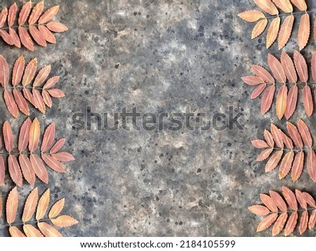 A pattern of beautiful dry rowan leaves on a black concrete background with copy space. Autumn background with herbarium. Royalty-Free Stock Photo #2184105599