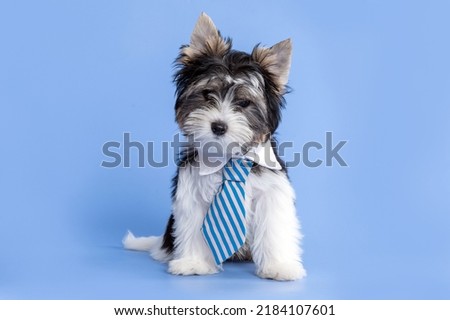 Biewer terrier puppy dog wearing tie posing in the studio by a blue background Royalty-Free Stock Photo #2184107601